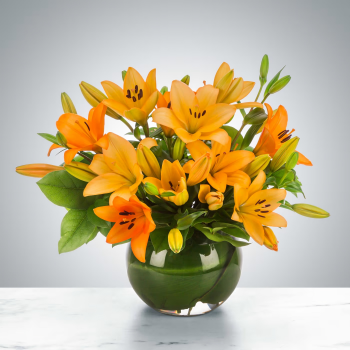 Lily Love